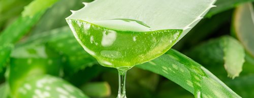 Алое вера гел: Какви са многобройните му приложения и как да си го приготвите сами? 